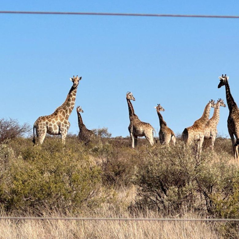 Northen Cape – Exceptional 1,567HA Game Farm & Hunting Lodge