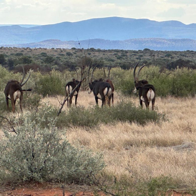 Northen Cape – Exceptional 1,567HA Game Farm & Hunting Lodge