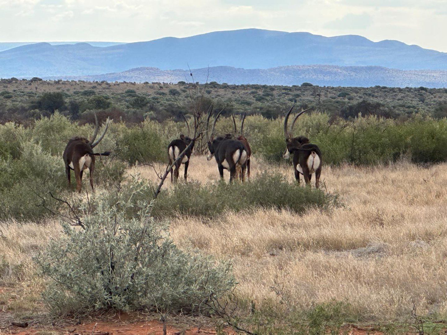 Northen Cape – Exceptional 1,567HA Game Farm & Hunting Lodge