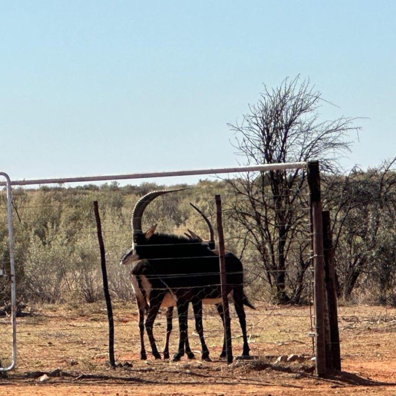 Northen Cape – Exceptional 1,567HA Game Farm & Hunting Lodge