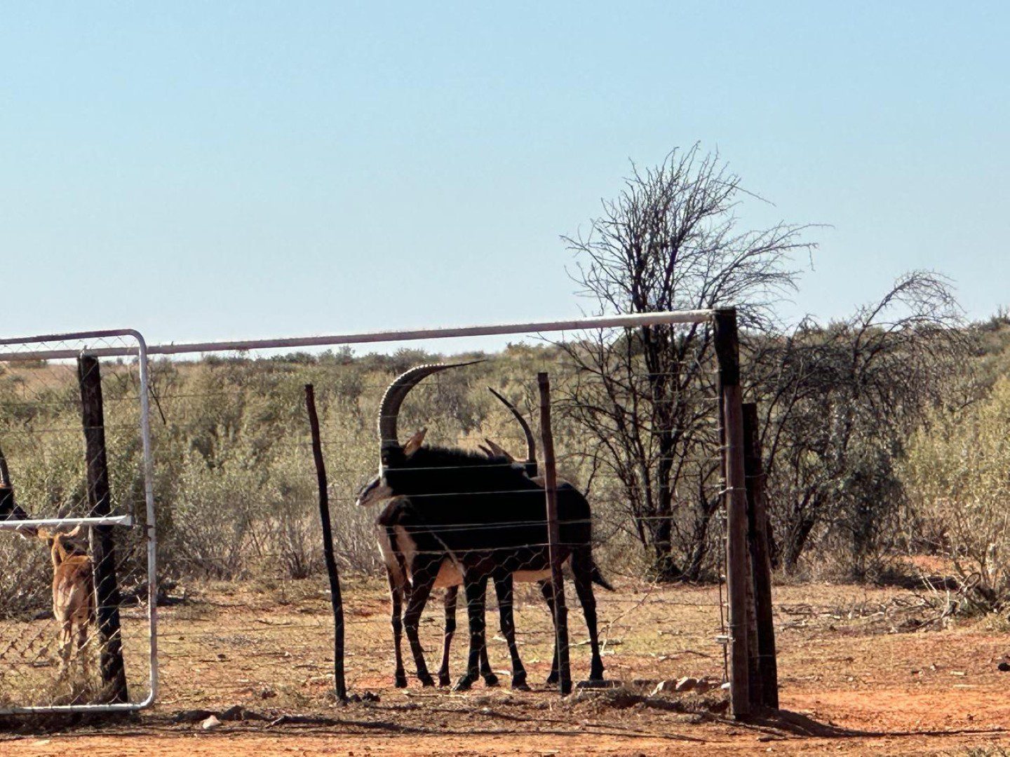 Northen Cape – Exceptional 1,567HA Game Farm & Hunting Lodge