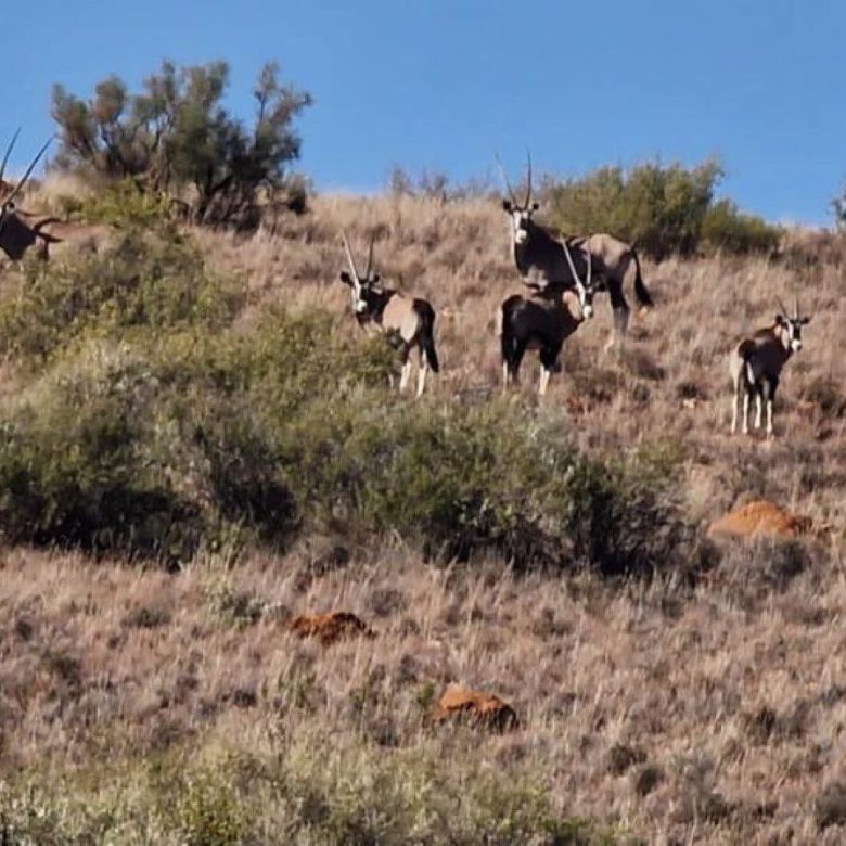 Northen Cape – Exceptional 1,567HA Game Farm & Hunting Lodge