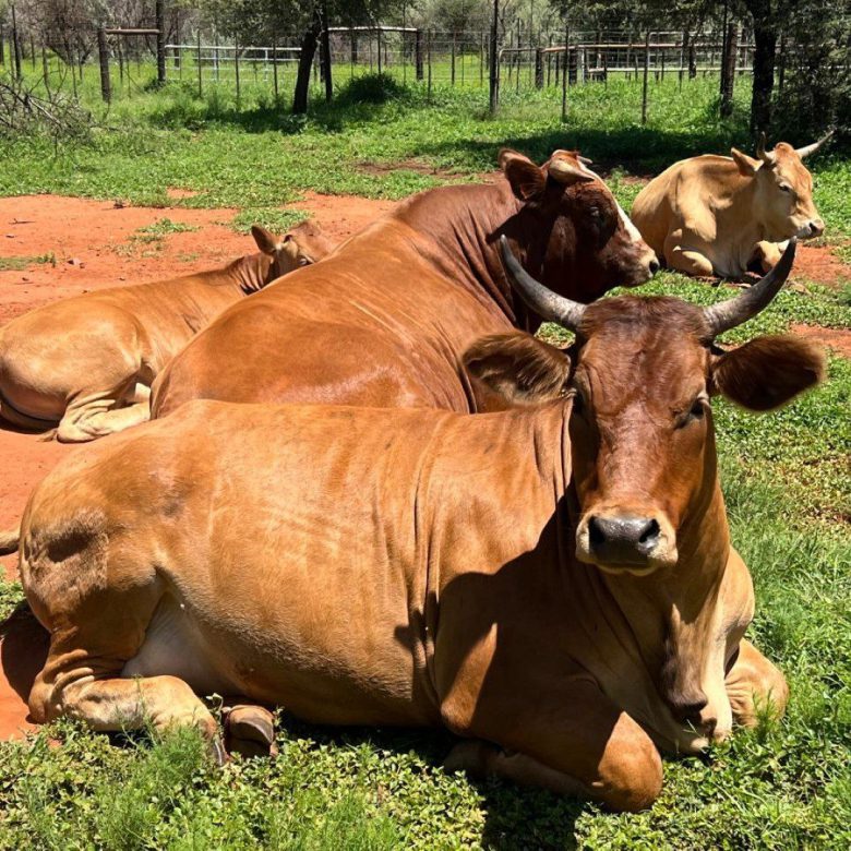 Northen Cape – Exceptional 1,567HA Game Farm & Hunting Lodge