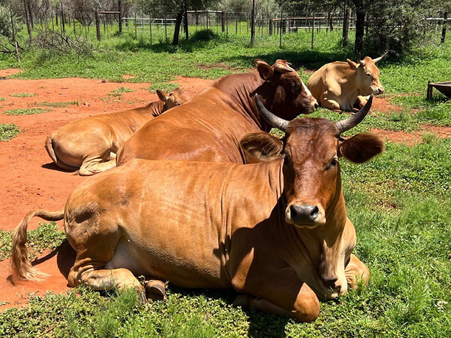 Northen Cape – Exceptional 1,567HA Game Farm & Hunting Lodge