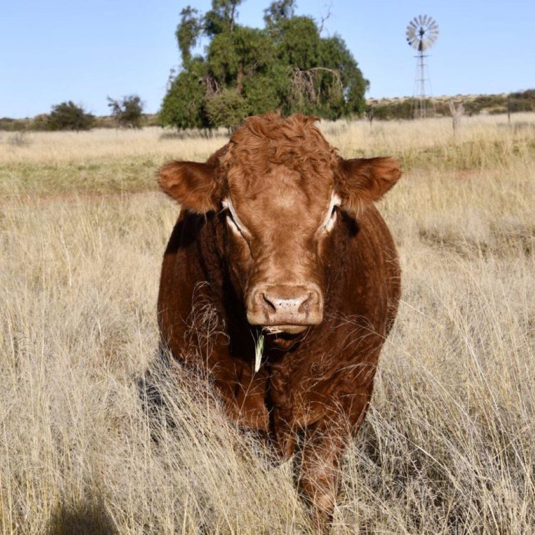 Northen Cape – Exceptional 1,567HA Game Farm & Hunting Lodge