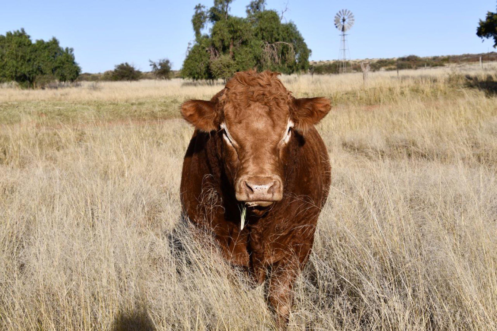 Northen Cape – Exceptional 1,567HA Game Farm & Hunting Lodge