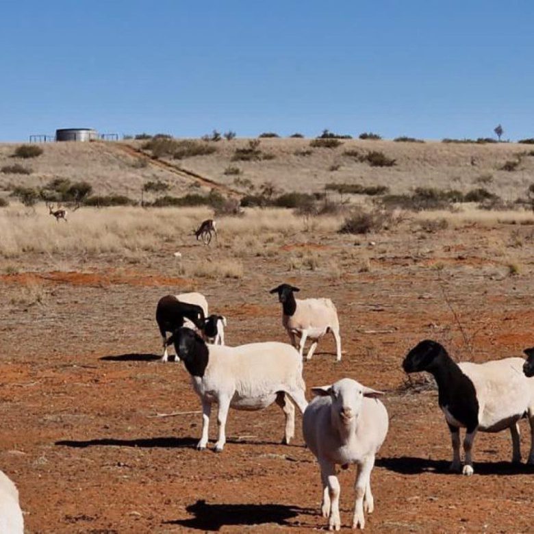 Northen Cape – Exceptional 1,567HA Game Farm & Hunting Lodge