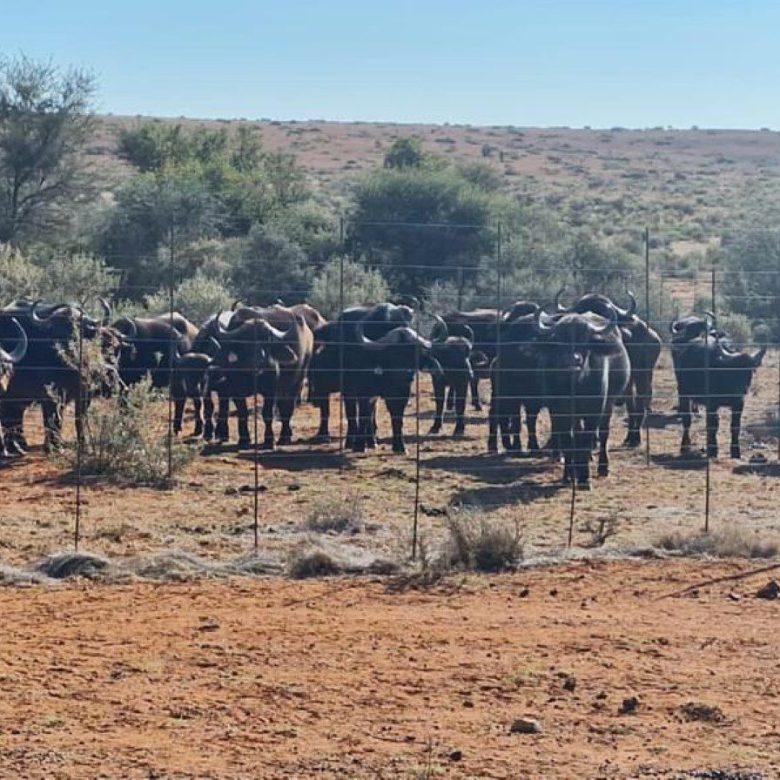 Northen Cape – Exceptional 1,567HA Game Farm & Hunting Lodge