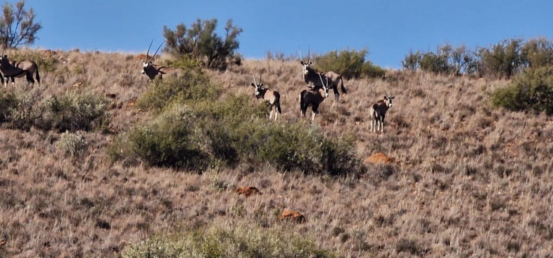 Northen Cape – Exceptional 1,567HA Game Farm & Hunting Lodge