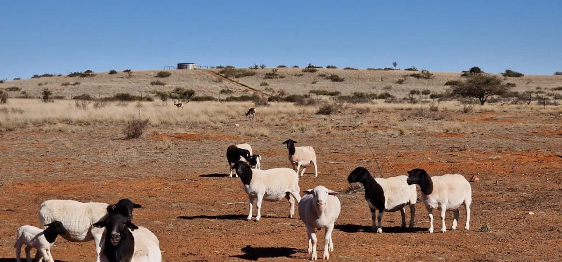 Northen Cape – Exceptional 1,567HA Game Farm & Hunting Lodge